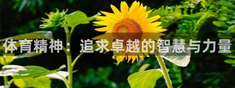 MK体育官方集团官网：体育精神：追求卓越的智慧与力量